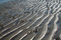 (2) Strömungsrippeln Borkum.jpg