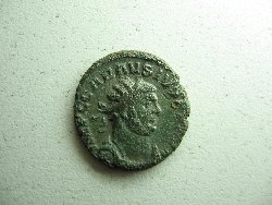 Carausius gereinigt 013.jpg