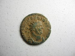 Carausius 006.jpg