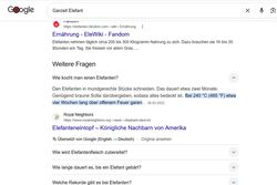elefant.jpg