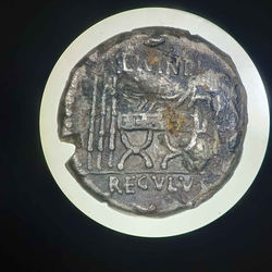 Livineius_Regulus_REV_Forum.jpg