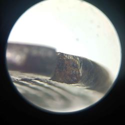 LivineiusRegulus_CORE_R.jpg