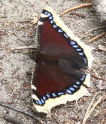 Nymphalis antiopa.png