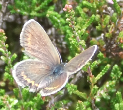 Plebeius argus w o.png