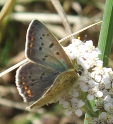 Lycaena tityrus.png