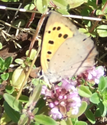 Lycaena phlaeas m u.png