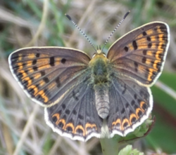 Lycaena tityrus w o.png
