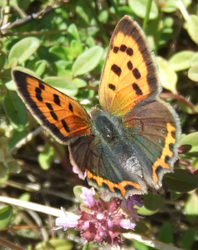 Lycaena phlaeas m o.png