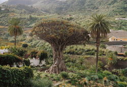 Kanarischer_Drachenbaum_in_Icod_de_los_Vinos.jpg