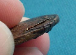 Detail 1.jpg (15.05 KiB) 1890 mal betrachtet Detail 1.jpg