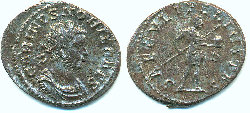 carinus nobil caes.jpg