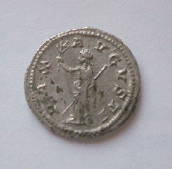 t_maximinus4_198.jpg