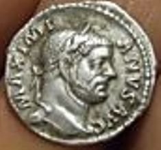 maximianus argenteus.jpg