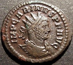 carinus.jpg