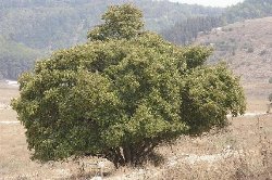 Styrax_officinalis.jpg