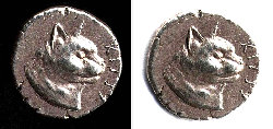 cepacat.jpg