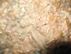 Franz josef 007.jpg