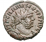 carausius .jpg