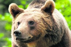 braunbaer_HA_Vermis_130680c.jpg