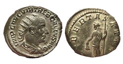 Treb.Gallus2.jpg