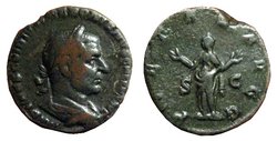 Treb.Gallus.jpg