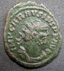 carausius av.jpg