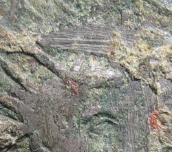 tlos_detail.jpg