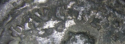 RRdetail.jpg