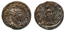 carinus_212.jpg