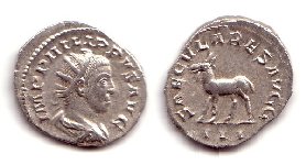 Philippus II Ziege.jpg