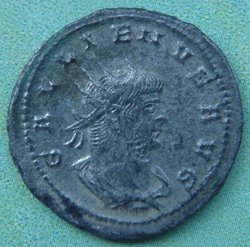 galli1.jpg